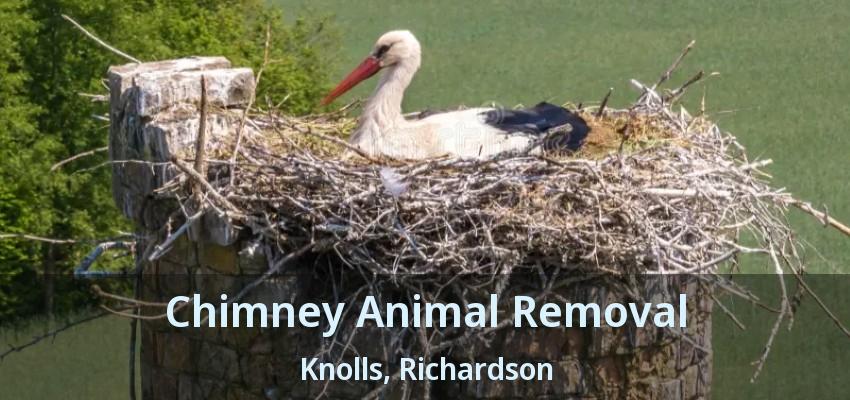 Chimney Animal Removal Knolls, Richardson - TX