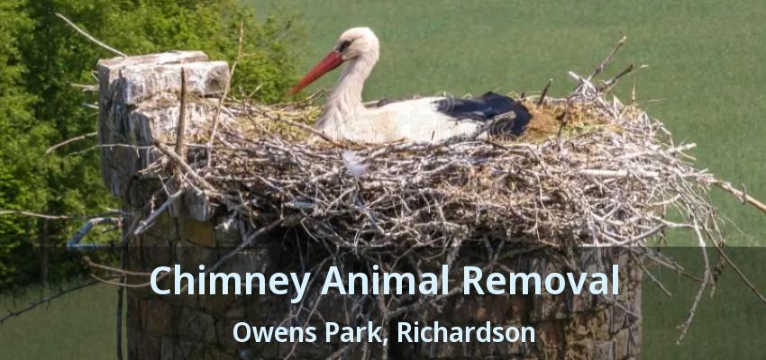 Chimney Animal Removal Owens Park, Richardson - TX