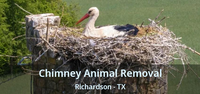 Chimney Animal Removal Richardson - TX