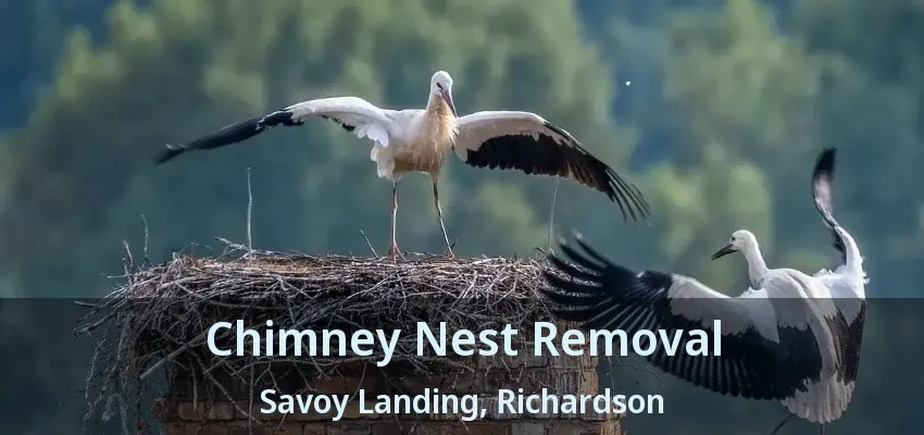 Chimney Nest Removal Savoy Landing, Richardson - TX