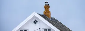 Chimney Nest Removal Richardson